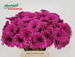 Gerbera mini ANNA, 1 Stiel
